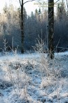 Winter at Pukeberg